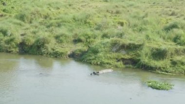 Gergedan nehirde yüzüyor. Chitwan Milli Parkı Nepal.