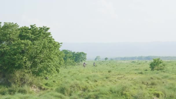 Olifant safari met toeristen in de jungle, nationaal park in Chaitwan, Nepal. — Stockvideo