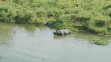 Gergedan yiyor ve nehirde yüzüyor. Chitwan Milli Parkı Nepal.