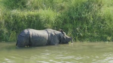 Gergedan yiyor ve nehirde yüzüyor. Chitwan Milli Parkı Nepal.