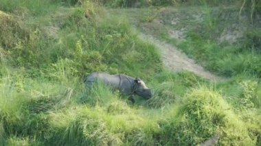 Gergedan yeşil ot yiyor. Chitwan Milli Parkı Nepal.