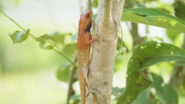 Ağaç üzerinde turuncu kertenkele böcekler yiyecek için Milli Parkı Chitwan Nepal bulur.