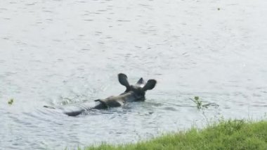 Gergedan yiyor ve nehirde yüzüyor. Chitwan Milli Parkı Nepal.