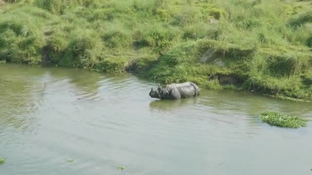 Ρινόκερος τρώει και κολυμπά στο ποτάμι. Εθνικό Πάρκο Τσίτβαν, Νεπάλ. — Αρχείο Βίντεο