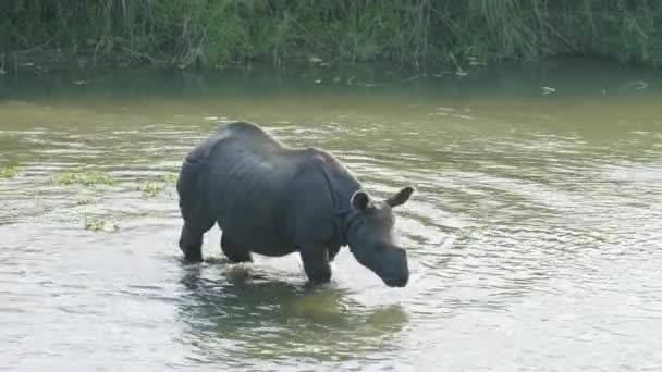 Nashorn frisst und schwimmt im Fluss. Chitwan-Nationalpark in Nepal. — Stockvideo