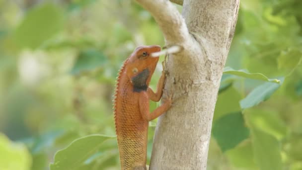 木の上のオレンジ色のトカゲを見つける昆虫を食べ、ネパール チトワン国立公園. — ストック動画