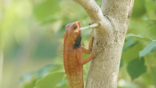 Πορτοκαλί σαύρα πάνω στο δέντρο βρίσκει έντομα για να φάνε, Εθνικό Πάρκο Τσίτβαν Νεπάλ. — Αρχείο Βίντεο