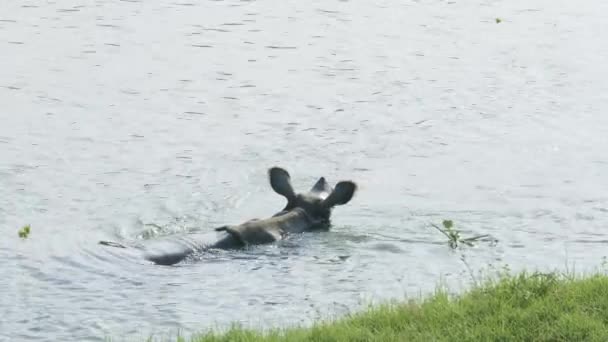 Rhino zjada i pływa w rzece. Park narodowy Chitwan w Nepalu. — Wideo stockowe