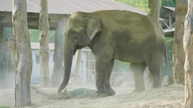 Filler alır duş toz Milli Parkı Chitwan, Nepal gruptaki.