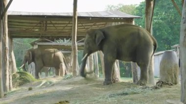 Filler Milli Parkı Chitwan, Nepal gruptaki.