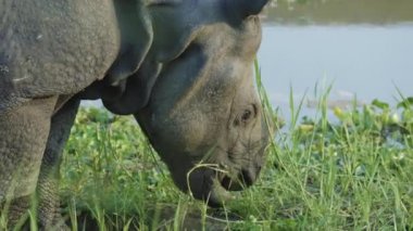 Gergedan yeşil ot yiyor. Chitwan Milli Parkı Nepal.