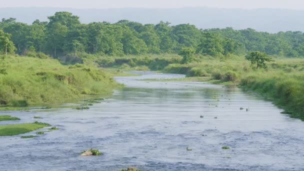 Rio na floresta tropical no parque nacional Chitwan, Nepal . — Vídeo de Stock