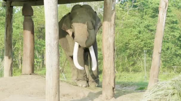 Elefant mit großen Stoßzähnen in der Farm des Nationalparks Chitwan, Nepal. — Stockvideo