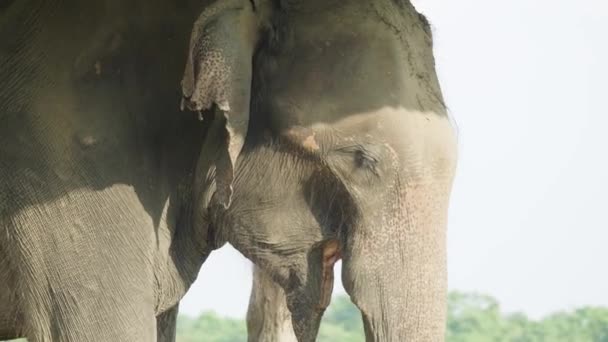 네팔 치트 완 국립 공원에서 코끼리 얼굴. — 비디오