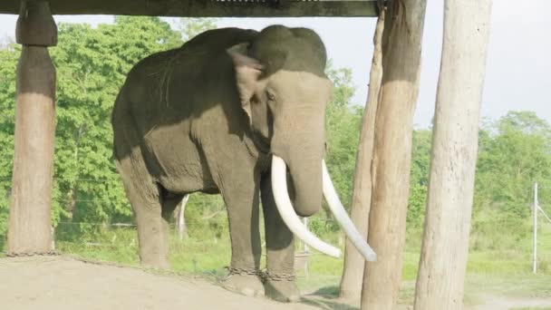Elephant witk big tusks in the farm of national park Chitwan, Nepal. — Stock Video