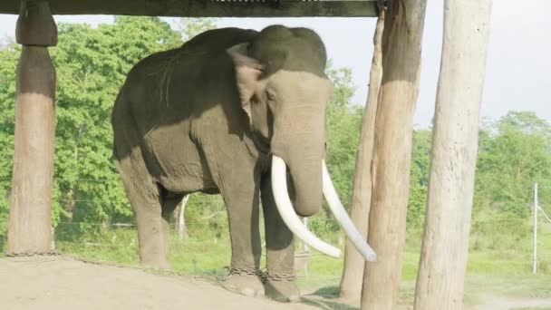 Elefant mit großen Stoßzähnen in der Farm des Nationalparks Chitwan, Nepal. — Stockvideo