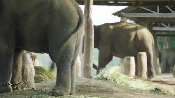 Backs of elephants in the farm of national park Chitwan, Nepal. — Stock Video