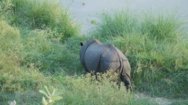 Gergedan yeşil ot yiyor. Chitwan Milli Parkı Nepal.