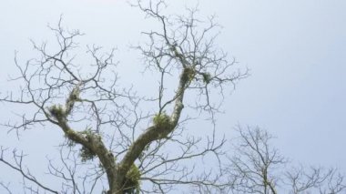 Bükülmüş ağacında inanılmaz Milli Parkı Chitwan, Nepal rainforast