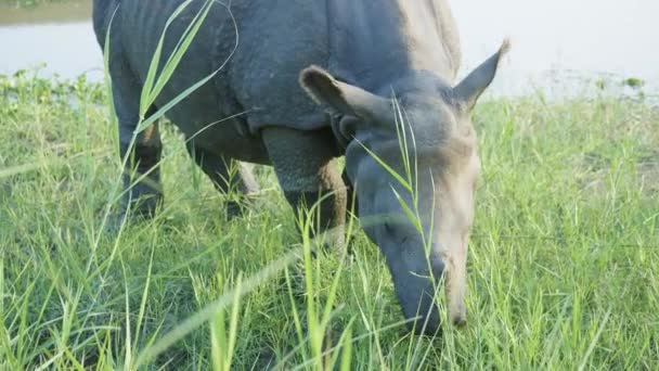 Noshörningen äter grönt gräs. Chitwan nationalpark i Nepal. — Stockvideo