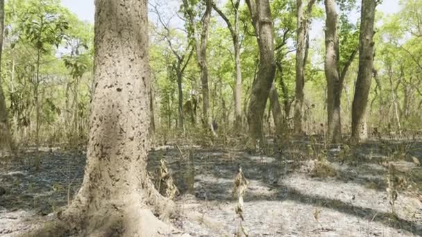 Rainforest in the national park Chitwan, Nepal. — Stock Video