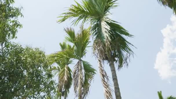 Die Wipfel der Palmen auf der Allee im Park. — Stockvideo