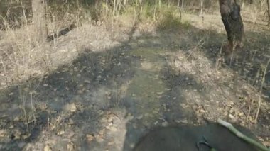 Fil safari ile turistler ormanda, Chaitwan, Nepal Ulusal Parkı.