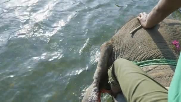 Safári de elefante com turistas na selva, parque nacional em Chaitwan, Nepal . — Vídeo de Stock