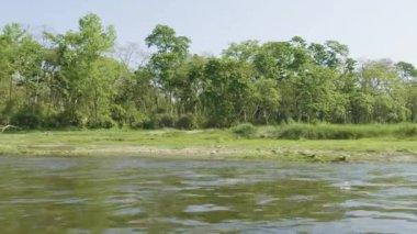 Yağmur Ormanları Milli Parkı Chitwan, Nepal.