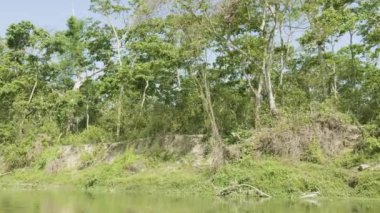 Yağmur Ormanları Milli Parkı Chitwan, Nepal.