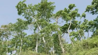 Yağmur Ormanları Milli Parkı Chitwan, Nepal.