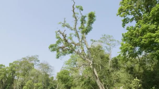 Regenwoud in het nationaal park Royal Chitwan, Nepal. — Stockvideo