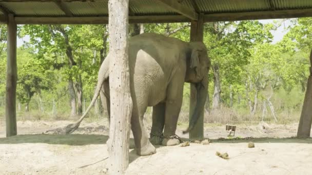 Olifant in de boerderij van nationaal park Royal Chitwan, Nepal. — Stockvideo