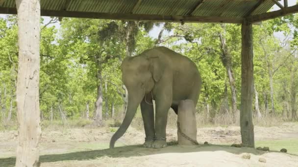 Elefante bebé está encadenado en la granja del parque nacional Chitwan, Nepal . — Vídeo de stock