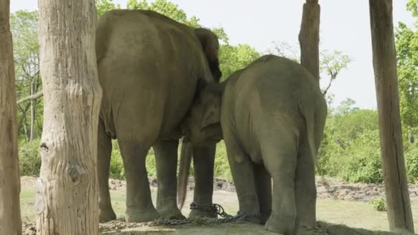 Babyolifant drinken de melk van de moeder in de boerderij van nat. park Royal Chitwan, Nepal. — Stockvideo