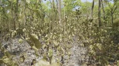 Ulusal parkta Chitwan, Nepal yangından sonra kurutulmuş yağmur ormanları.