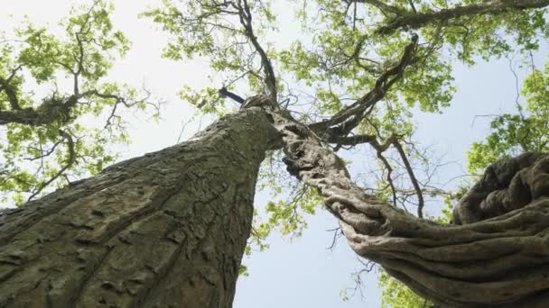 Ongelooflijke gedraaide boom in de rainforast van nationaal park Royal Chitwan, Nepal. — Stockvideo