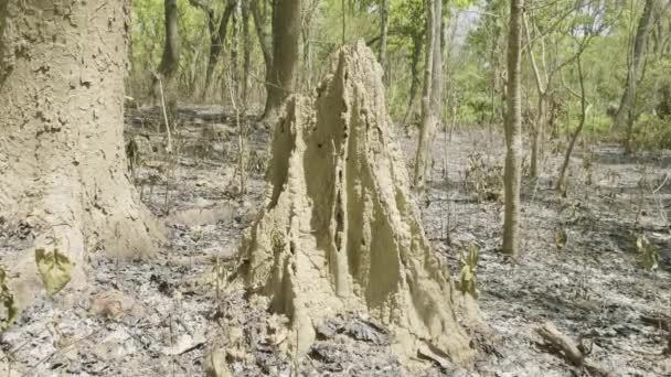 Dried rainforest after fire in the national park Chitwan, Nepal. — Stock Video
