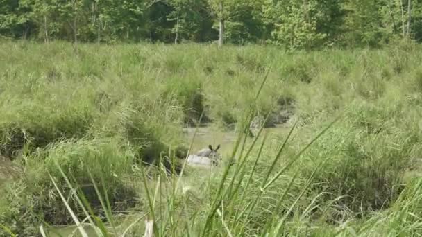 Twee neushoorns eten in de rivier. Chitwan Nationaalpark in Nepal — Stockvideo