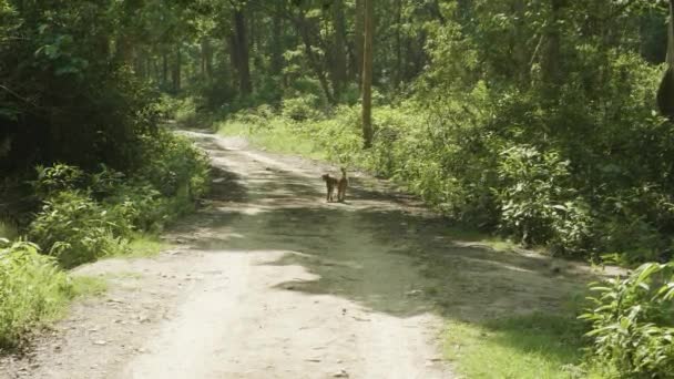 Μαϊμού περπατά στο δρόμο στο τροπικό δάσος. — Αρχείο Βίντεο