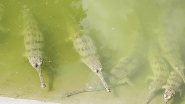 Los gaviales descansan en el agua . — Vídeos de Stock