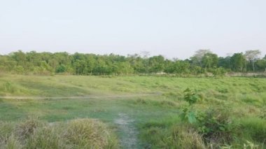 Yağmur ormanlarında Chitwan Milli Parkı, Nepal.