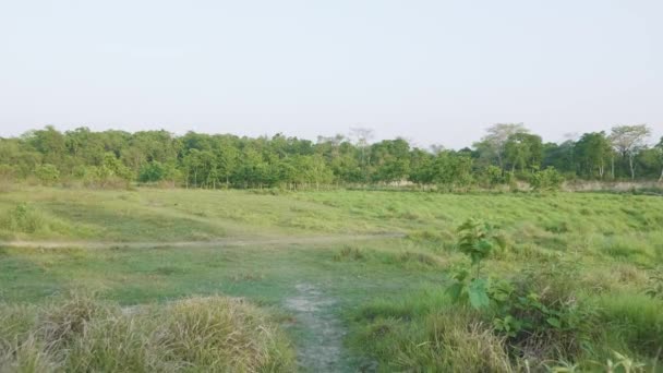 Hutan hujan di Taman Nasional Chitwan, Nepal . — Stok Video