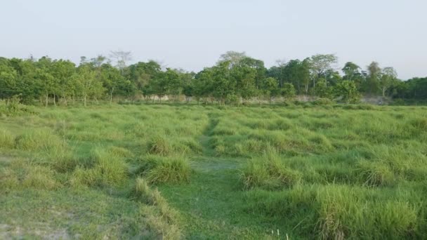 Bosque lluvioso en el parque nacional de Chitwan, Nepal . — Vídeos de Stock