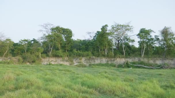 Floresta tropical no parque nacional de Chitwan, Nepal . — Vídeo de Stock