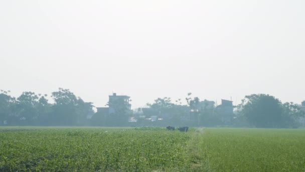 Les agriculteurs récoltent des cultures dans les champs en Asie . — Video