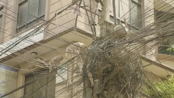 都市の電気ケーブルの猿 カトマンズ ネパール — ストック動画