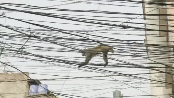 Singe sur le câble électrique de la ville. Katmandou, Népal . — Video