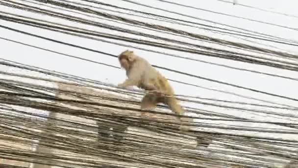 Aap op de elektriciteitskabel in de stad. Kathmandu, Nepal. — Stockvideo