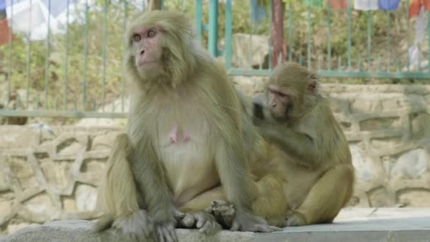 Opičí Rodina Swayambhunath Temple Káthmándú Nepál — Stock video